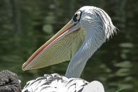 A Wonderful Bird